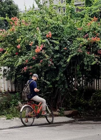 A cyclist riding past flowering trees
